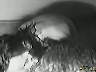 Which Animal Can Change Sex