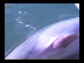 Video Pornos Zoofilia