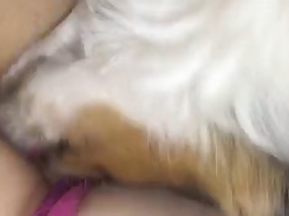 Baldos Scandal Xxx Porn