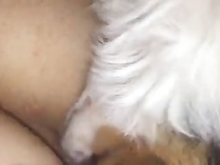 Baldos Scandal Xxx Porn