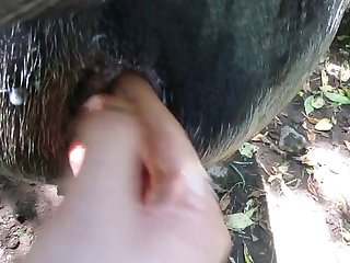 Art Of Zoo Dog Cum