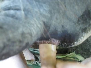 Art Of Zoo Dog Cum