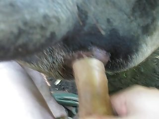 Art Of Zoo Dog Cum