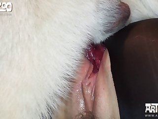 Anime Dog Xxx Gif