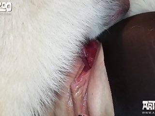 Anime Dog Xxx Gif