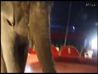 Sexy Girl And Elephant Part 5