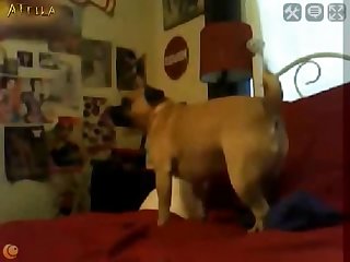 1580 Young Girl Lets Her Dog Lick Her On Webcam Part 13