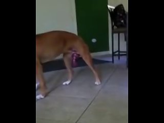 Pocket. In An Instant The Two Dogs That Guarded Mala