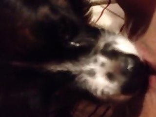 Puppy Eating My Pussy