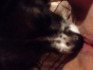 Puppy Eating My Pussy