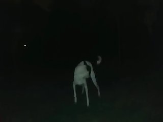 Tiny Hound Fucking Like Crazy