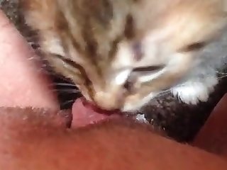 Kitten Licking Coconut Oil Off My Clit And Pussy Lips