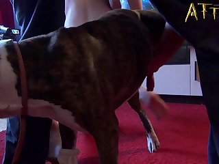 Free Dog Por