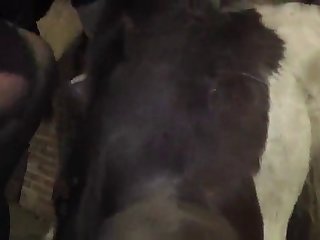 Dog Bj