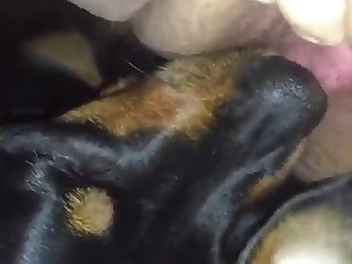 Animal Comic Book Porn