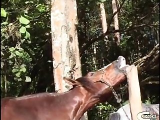 Animal Sex Desi