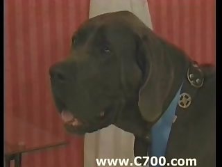 Animal And Girl Sex Hd